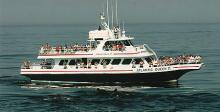 Whale Watch